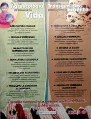 transgenicos?